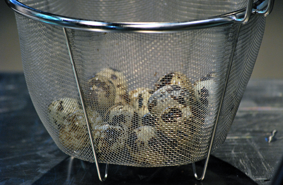 bocuse magyar donto 11