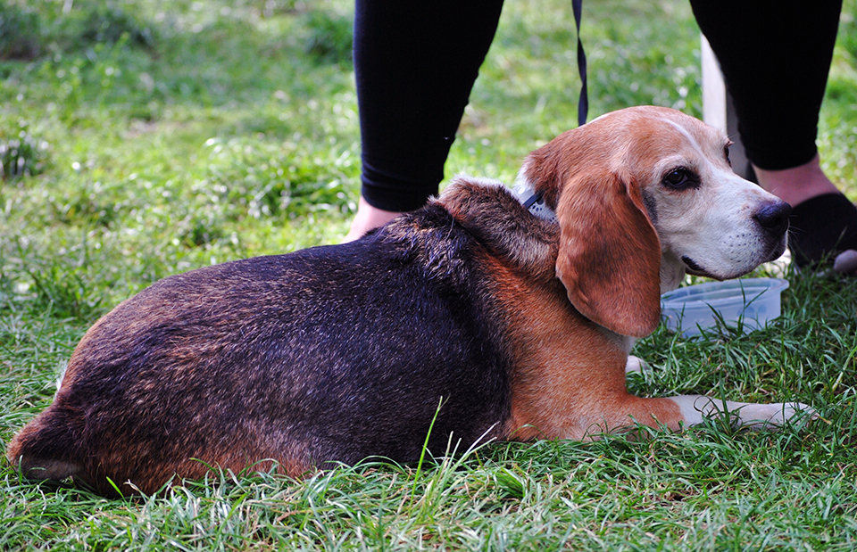 rosalia fesztival sorozat 06