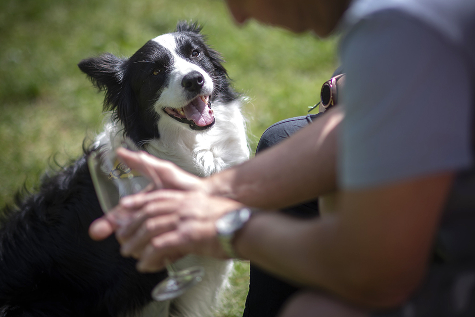 beharangozo rosal 25 14