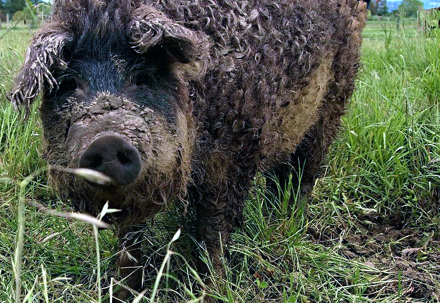 mangalica 02