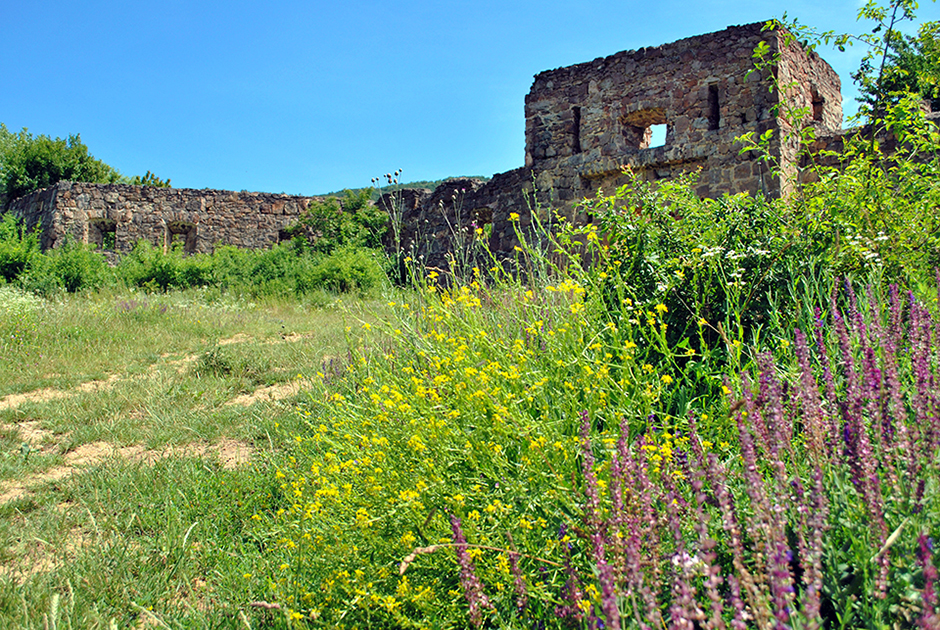 levendula szuret jeno 01