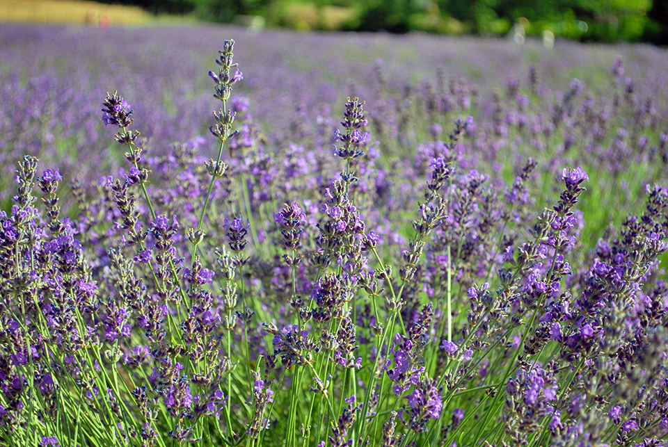 levendula szuret jeno 04