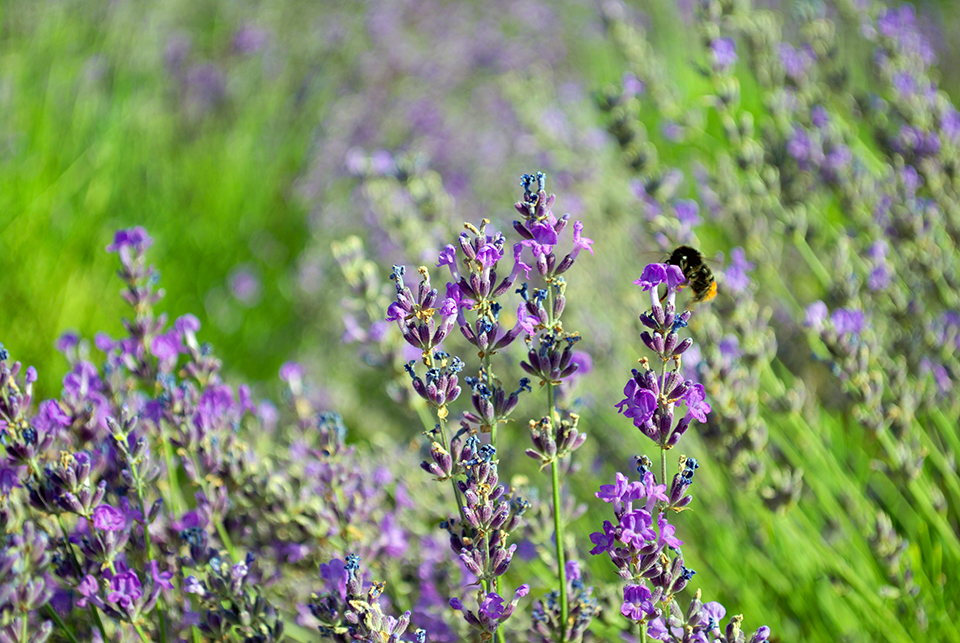 levendula szuret jeno 05