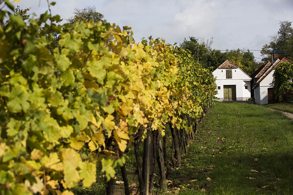 also ausztria borősz 01