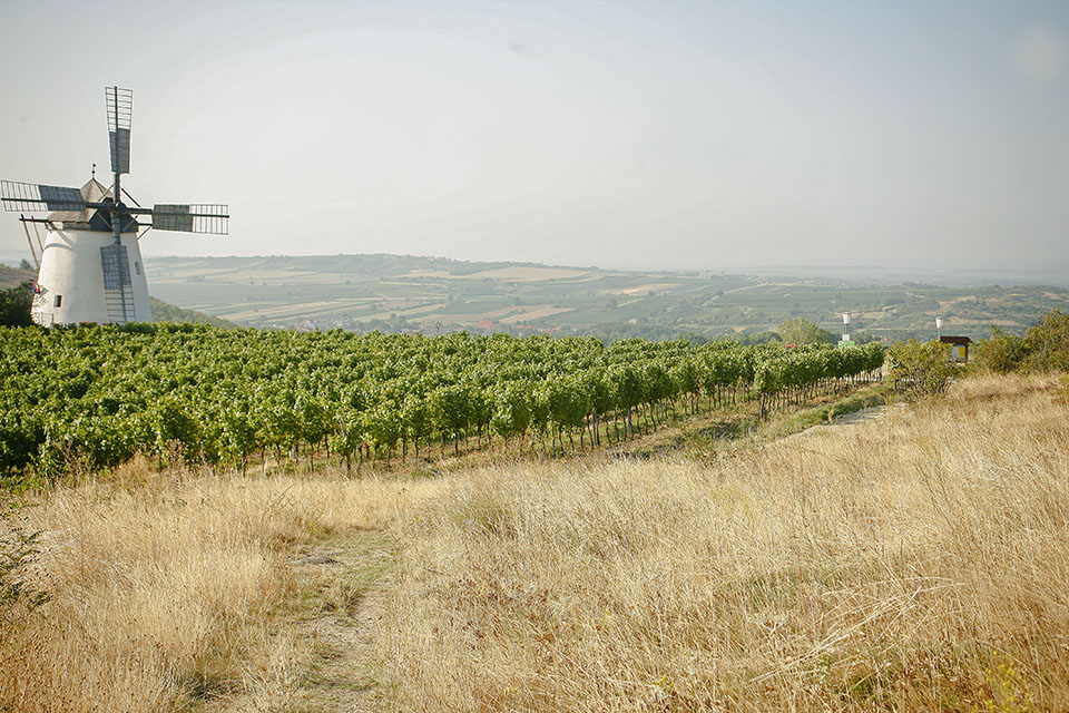 also ausztria borősz 04