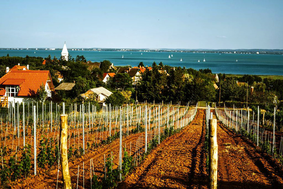 borkörkép gyetvai 03