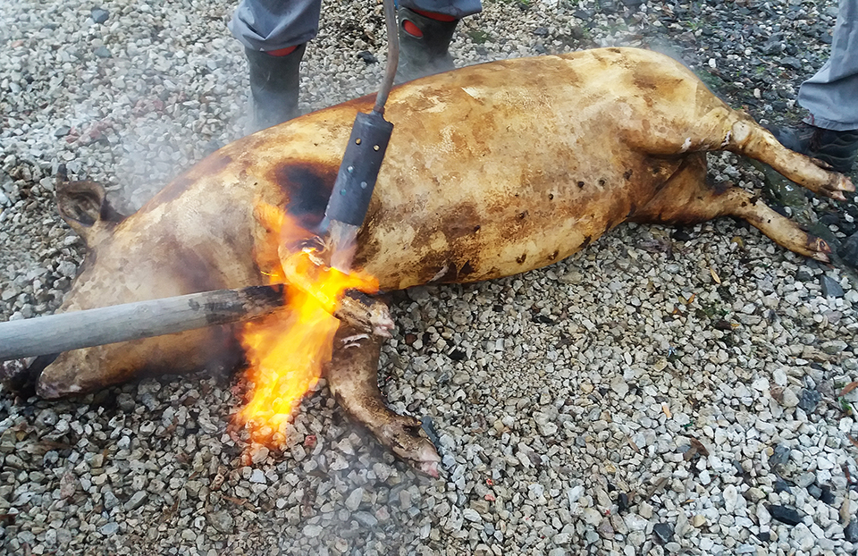 advent disznóvágás